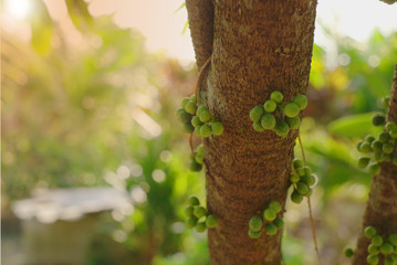 Close up small green fruits on brown tree.