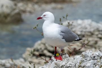 Fototapeta premium Seagull on a cliff