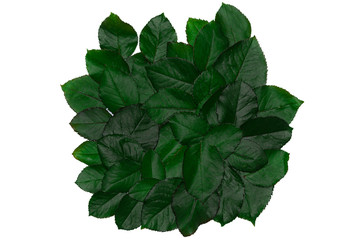 Set of green rose leaves, Tropical leaf texture, dark green foliage nature background, Roses...