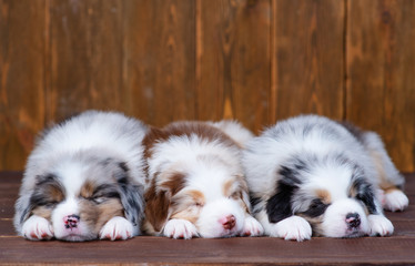 Three australian shepherd puppies sleeping on dark wooden background