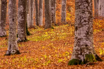 Fotobehang Herfst Beautiful view of a forest with trees and foliage autumn leaves, Sfanta Ana, ‎Harghita County, Romania  © mihaelastancu