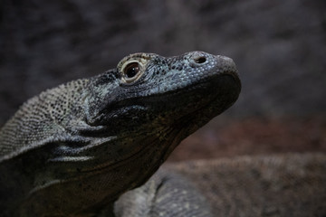 El dragón de Komodo (Varanus komodoensis), también llamado monstruo de Komodo y varano de Komodo