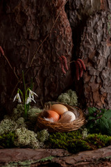 Bird nest With eggs at the foot of a tree in a spring forest with snowdrops. Easter, spring, greeting card