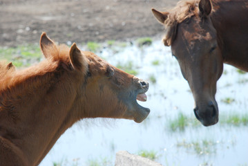A little foal grazes with his mother.