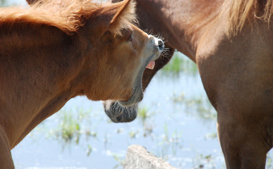 A little foal grazes with his mother.
