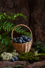 Fresh raw Blueberries in the basket at the foot of a tree in the forest with moss.