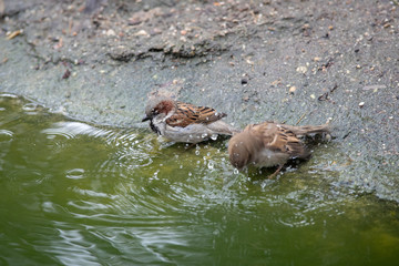 Gorriones dandose un baño en una charca (Passer domesticus) en Madrid, España