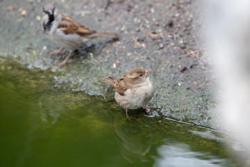 Gorriones dandose un baño en una charca (Passer domesticus) en Madrid, España