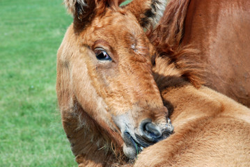 Obraz premium A little foal grazes with his mother.