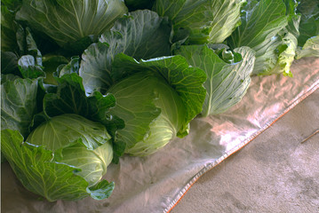 Cabbage placed on old white sack.