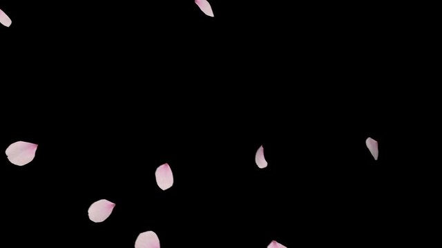 Cherry blossom realistic petals falling  2 clip. Fall start to end and loop Animation.Element footage.Easy to use and change color. This work has alpha matte 