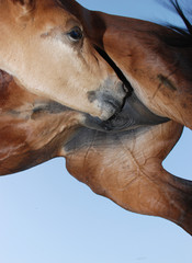 Obraz premium A foal sucks the udder of its mother.