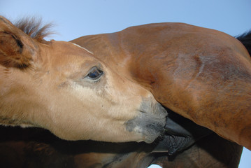 A foal sucks the udder of its mother.