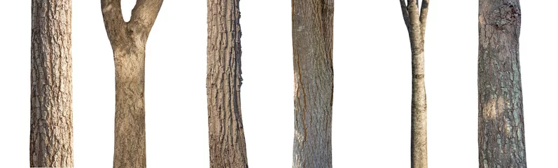 Foto op Plexiglas isolated set tree trunk Collection on White background. © Sarawut