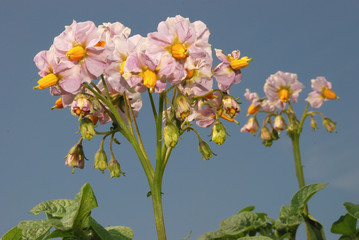 Flowering potatoes.
