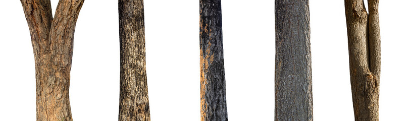 isolated set tree trunk Collection on White background. © Sarawut
