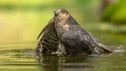 Sperber beim baden