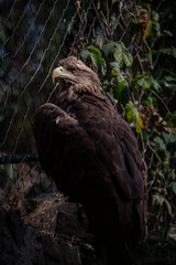 golden eagle close up