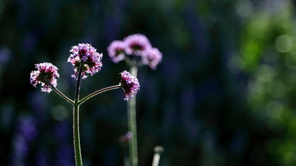 Fototapeta premium Purple flowers on a dark background with bokeh
