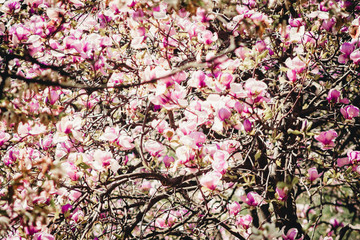pink sakura flowers on background