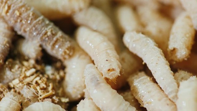 Macro shot of Lots of maggots stirring in a heap.