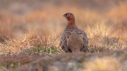 Moorschneehuhn