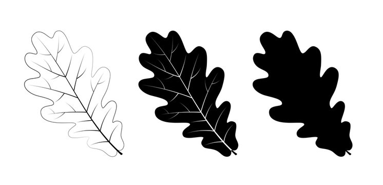 Oak Leaf Outline Images – Browse 18,024 Stock Photos, Vectors, and Video |  Adobe Stock