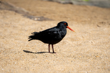 Oystercatcher in sand