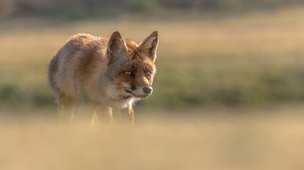 Fuchs