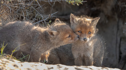 Welpen Fuchs