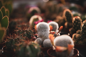fiori,verde, giardino,natura,rose,piante