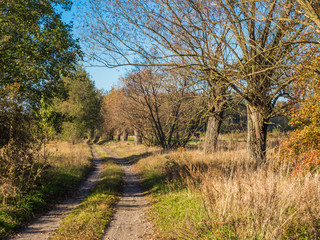 Obraz premium Colors of autumn