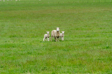 Sheep with two lambs