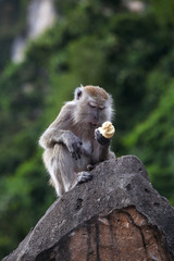 portrait of one monkey eating banana, sitting on rock against green foliage