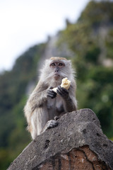 portrait of one monkey eating banana, sitting on rock against green foliage