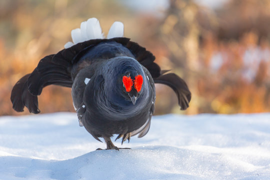 Birkhahn
