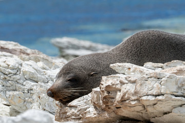 Seal at the beach