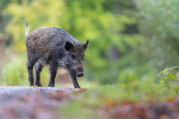 Wildschwein