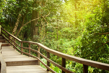 empty wooden pathway bridge in tropical forest with exotic trees and foliage background