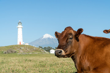 Mount Taranaki with cow and Lighthouse