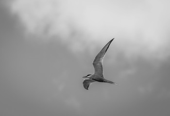 arctic tern with clear skies.arctic tern in flight in summer