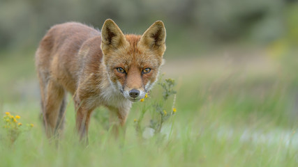 Fuchs