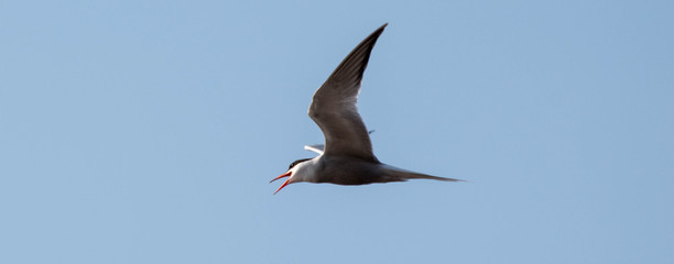 arctic tern with clear skies.arctic tern in flight in summer