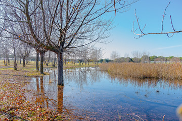 paisaje,sárboles,agu