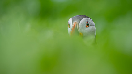 Papageitaucher © Andreas