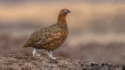 Moorschneehuhn