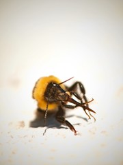 candy bee