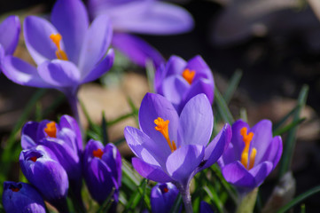 Violette Krokusse - Close up