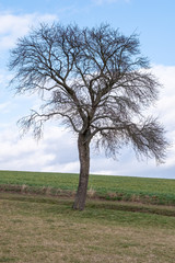 Prunus cerasifera Kirschpflaume Habitus an einem Feldrand