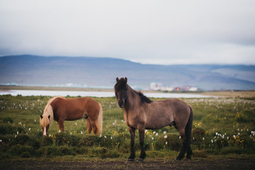 Fototapeta na wymiar Portrait of a beautiful Icelandic horses, pair of a gorgeous animals.
